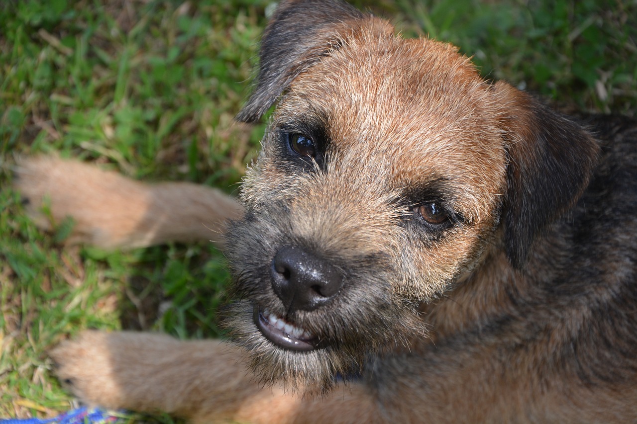 보더 테리어(Border Terrier)