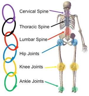 발목 → 고관절 → 체간 → 어깨로 이어지는 사선 패턴 뒤에서 본모습