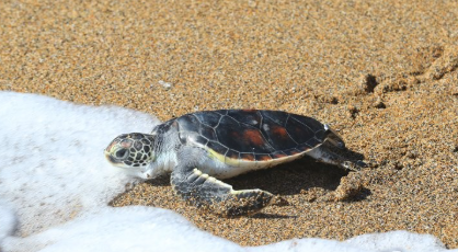 해양쓰레기와 바다거북, 지금 우리가 할 일