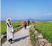 가파도 청보리 축제(2025) 배 시간표 & 주차 완벽가이드 관련 사진