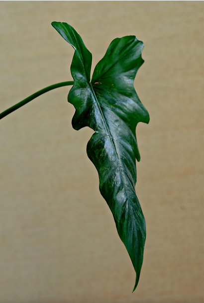 탈모 샴푸1위 탈모 고민 끝! 로게인폼 효과와 후기 집중분석