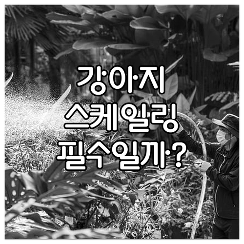 반려견 스케일링, 왜 중요할까요? 비