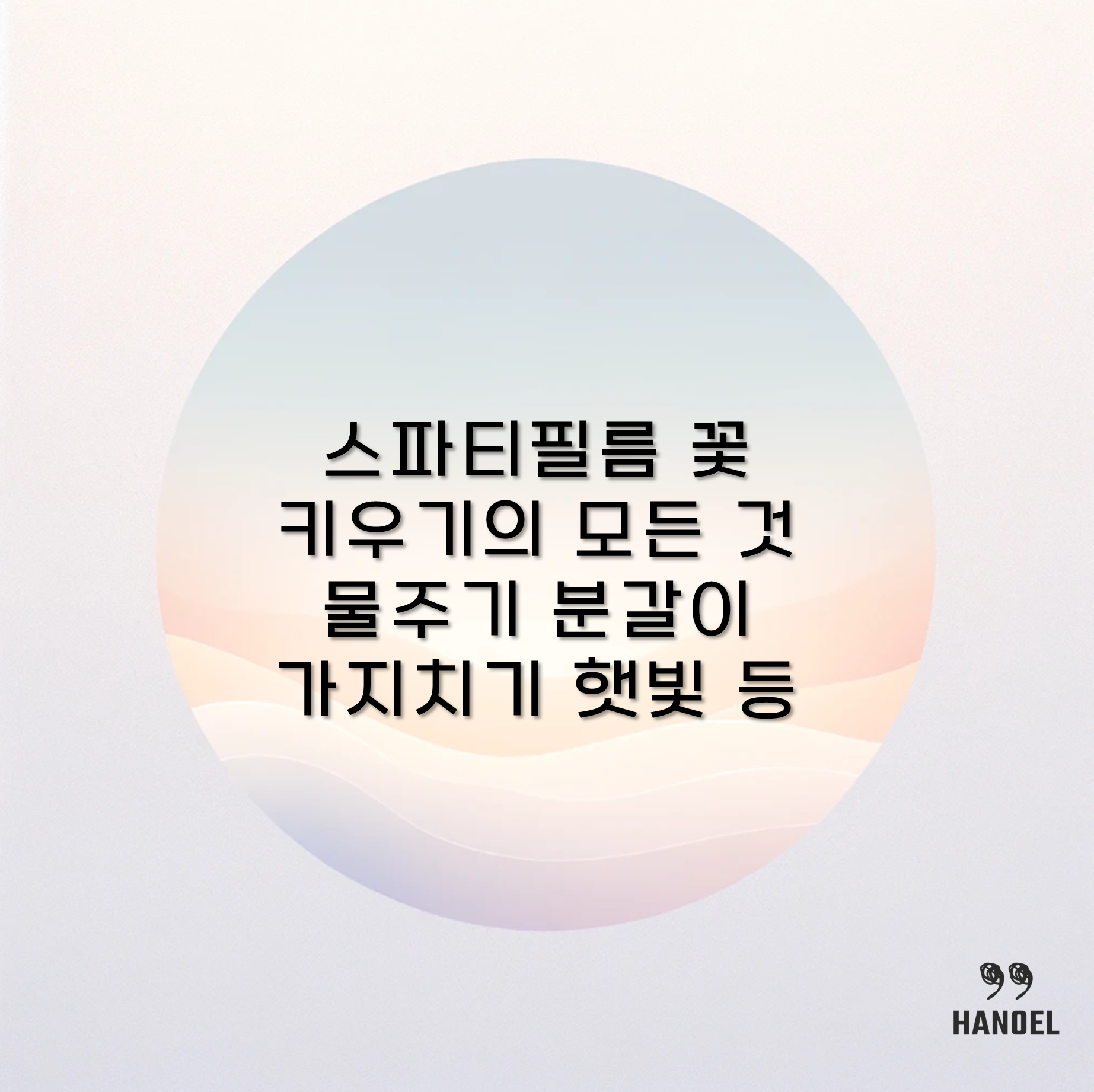 스파티필름 꽃 키우기의 모든 것 물주기 분갈이 가지치기 햇빛 등