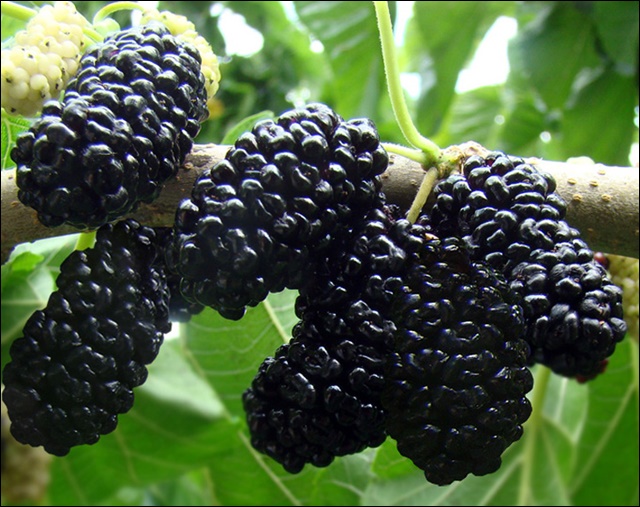 오디 먹는 법 안내