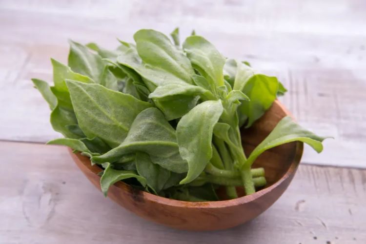 아이스 플랜트 효능과 건강하게 먹는 방법