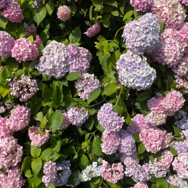 부산 영도 분홍집