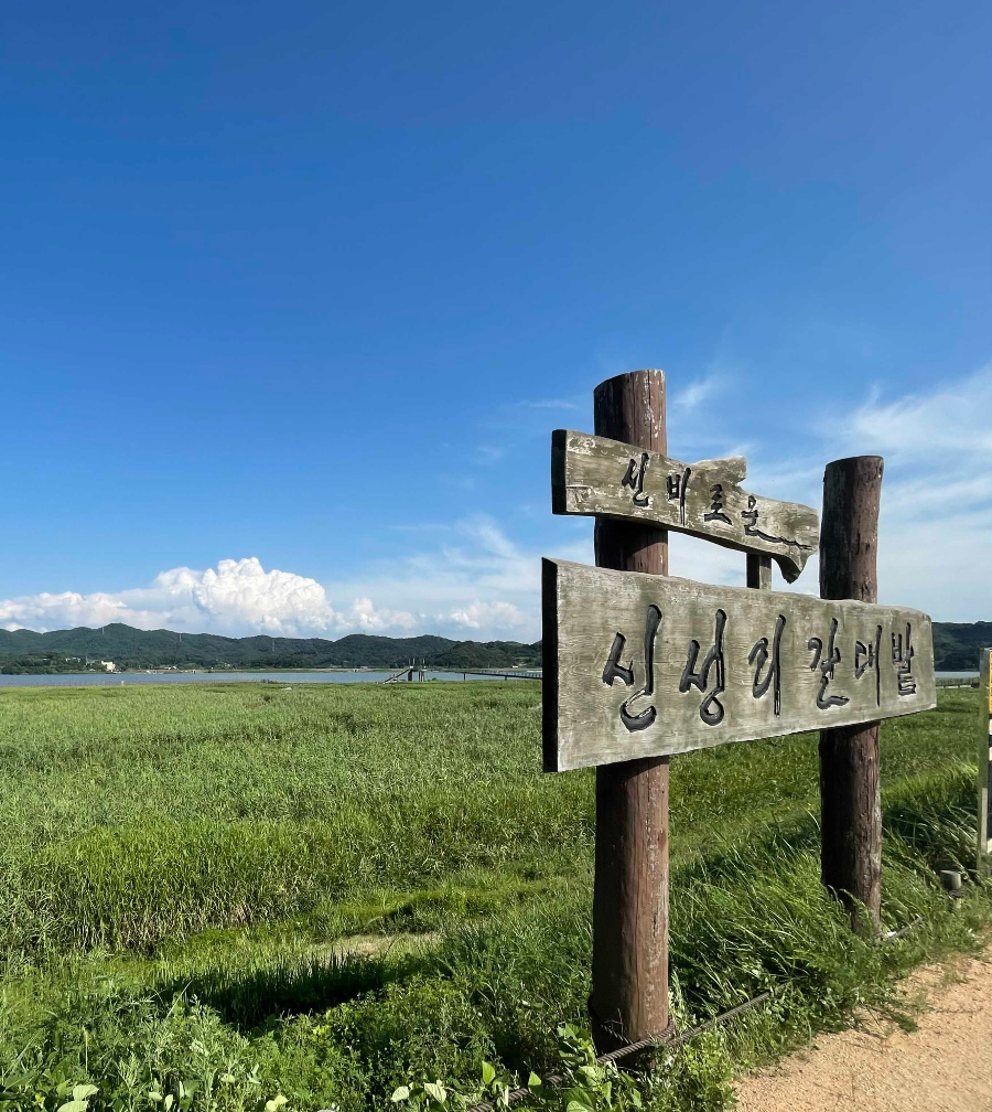 신성리 갈대밭