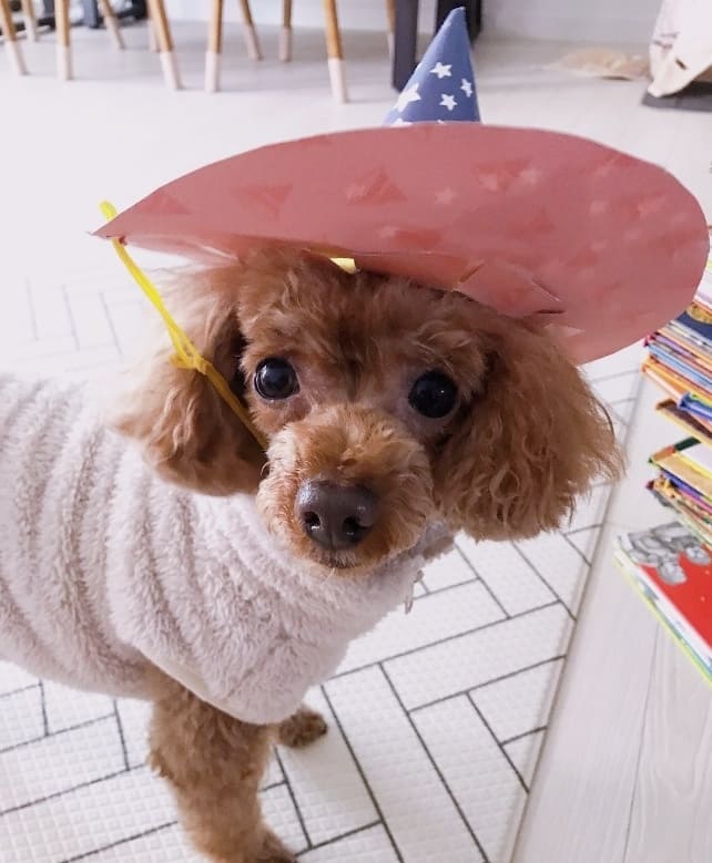 푸들