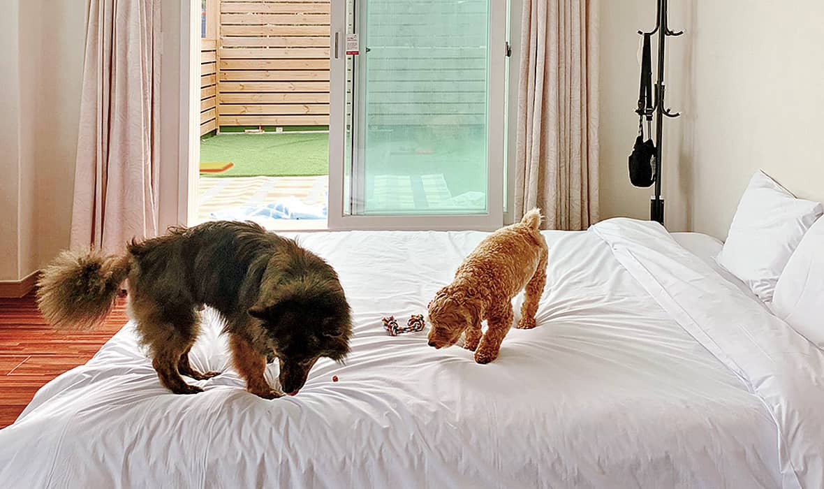 오션투유리조트의-펫룸