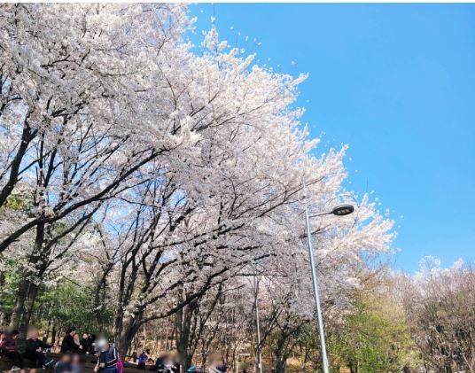 안산 벚꽃