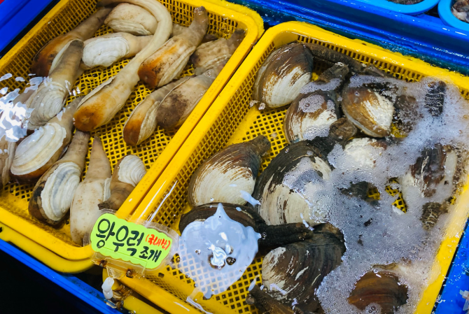 6시내고향 코끼리조개 왕우럭조개 홍해삼 구매 정보 경남 거제 한아름수산