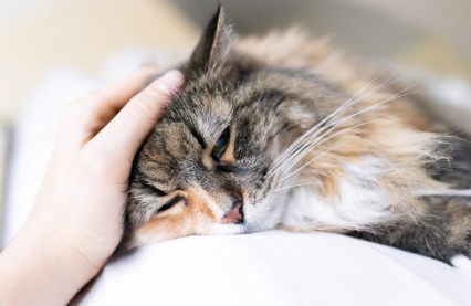 축 늘어지는 고양이.