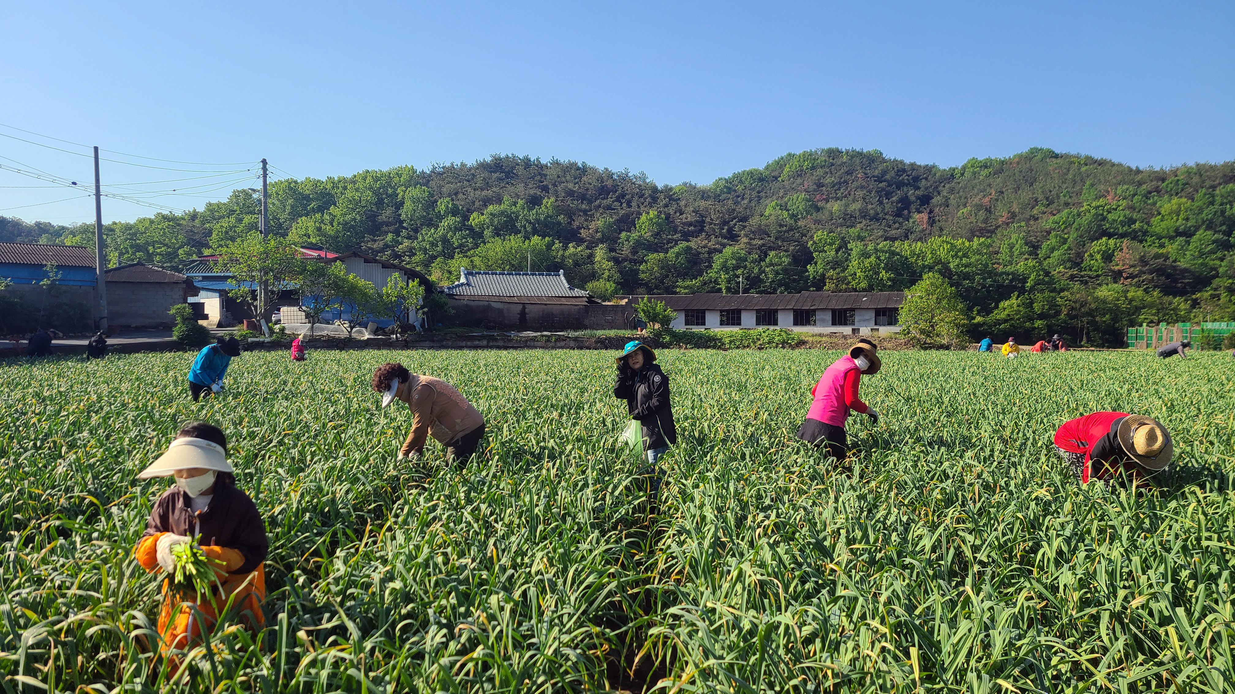 마늘종을 뽑는 날