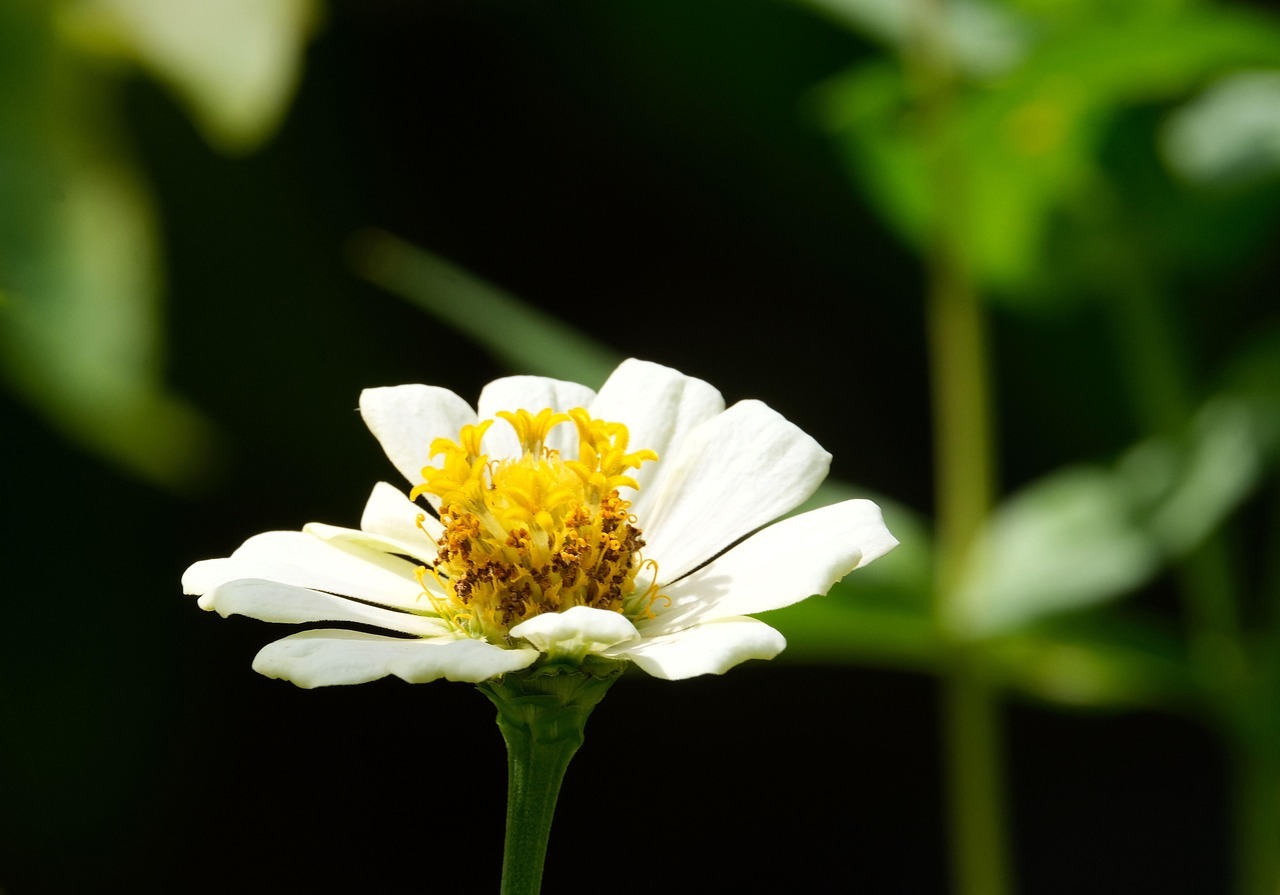 담양 명옥헌 원림 배롱나무