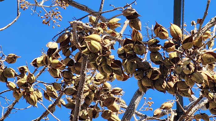 오동나무 열매 , 오동삭과( 梧桐蒴果) , 포동과(泡桐果)