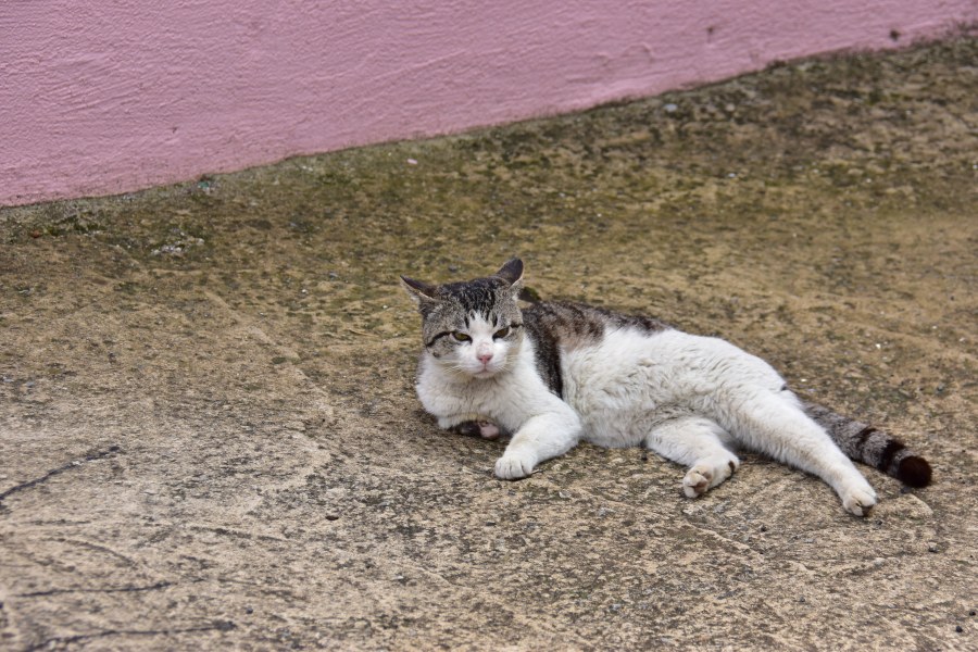 창원시 마산합포구 난포항에서 본 고양이