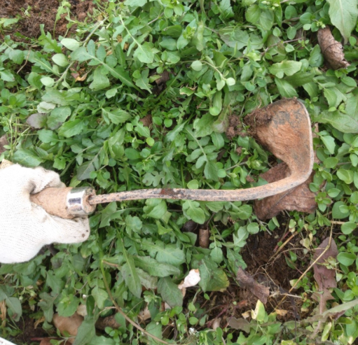 생방송투데이 이주의장바구니 홍성냉이 구매 정보 가격 오로라농장