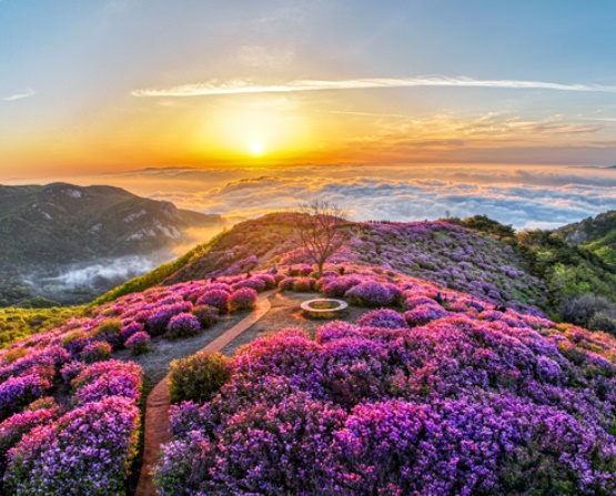 황매산 철쭉 축제 주차장