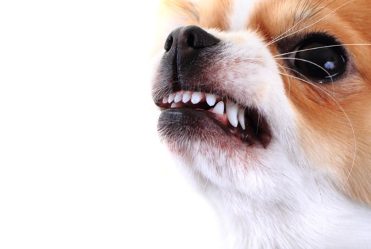 화를 내는 치와와.