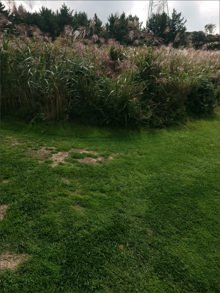 제주아덴힐CC-억새