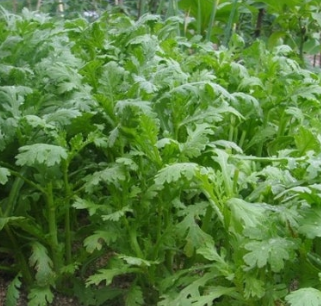 쑥갓의 효능 부작용 고르는법 칼로리 꽃