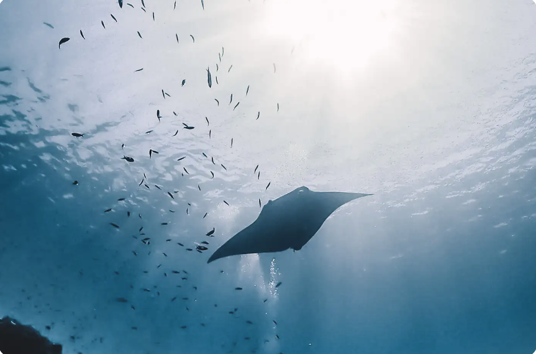 출처: 이시가키 클럽메드 카비라 홈페이지