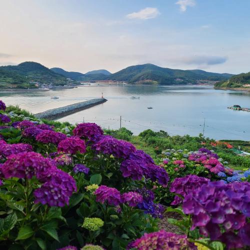 고흥 쑥섬 수국 축제