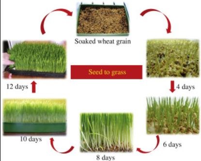 천연 식품원료로 만성위염 개선 연구 관련 이미지