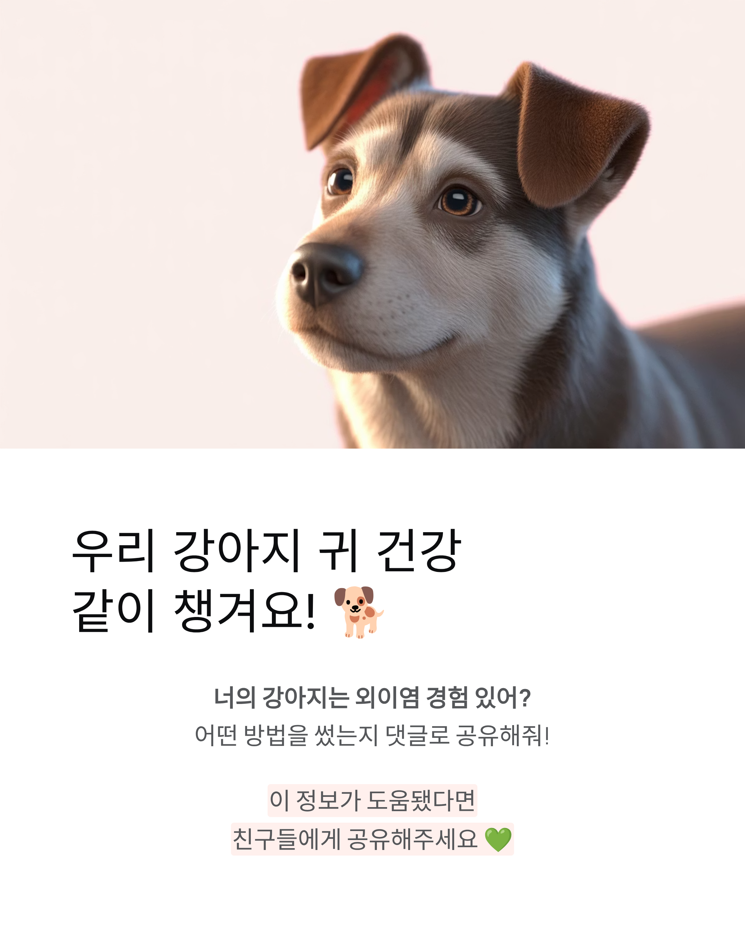 강아지 외이염 100% 해결! 집에서 3일 만에 좋아지는 비법
