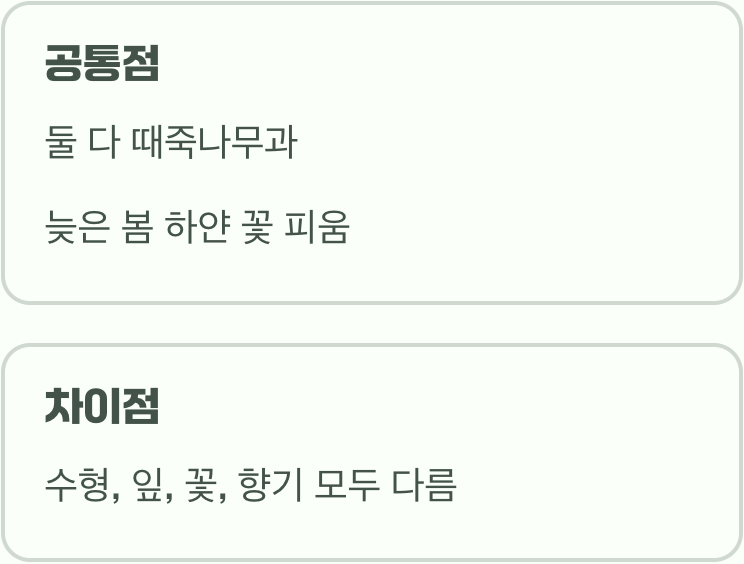 사촌인 듯 다른 두 나무