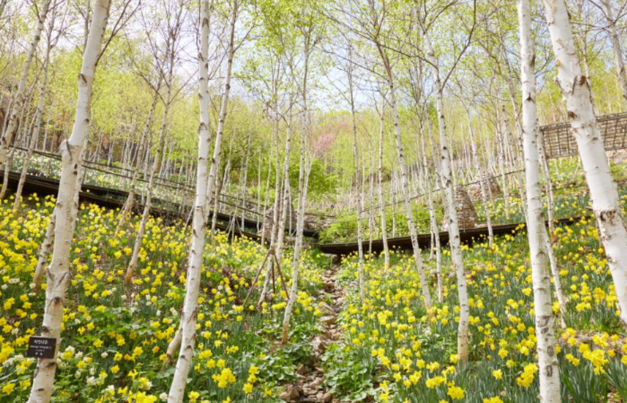 화담숲 봄 수선화 축제