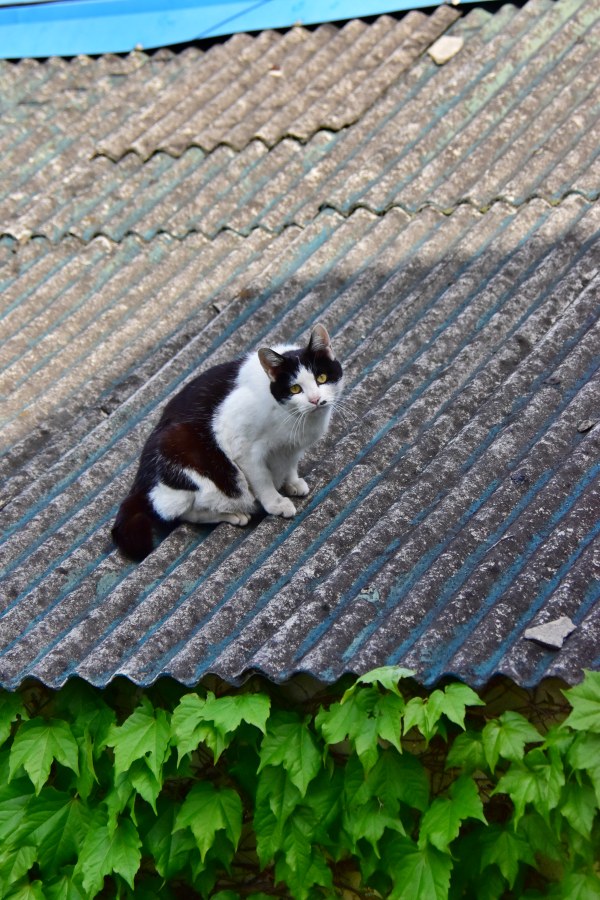 부산광역시 아미동 고양이