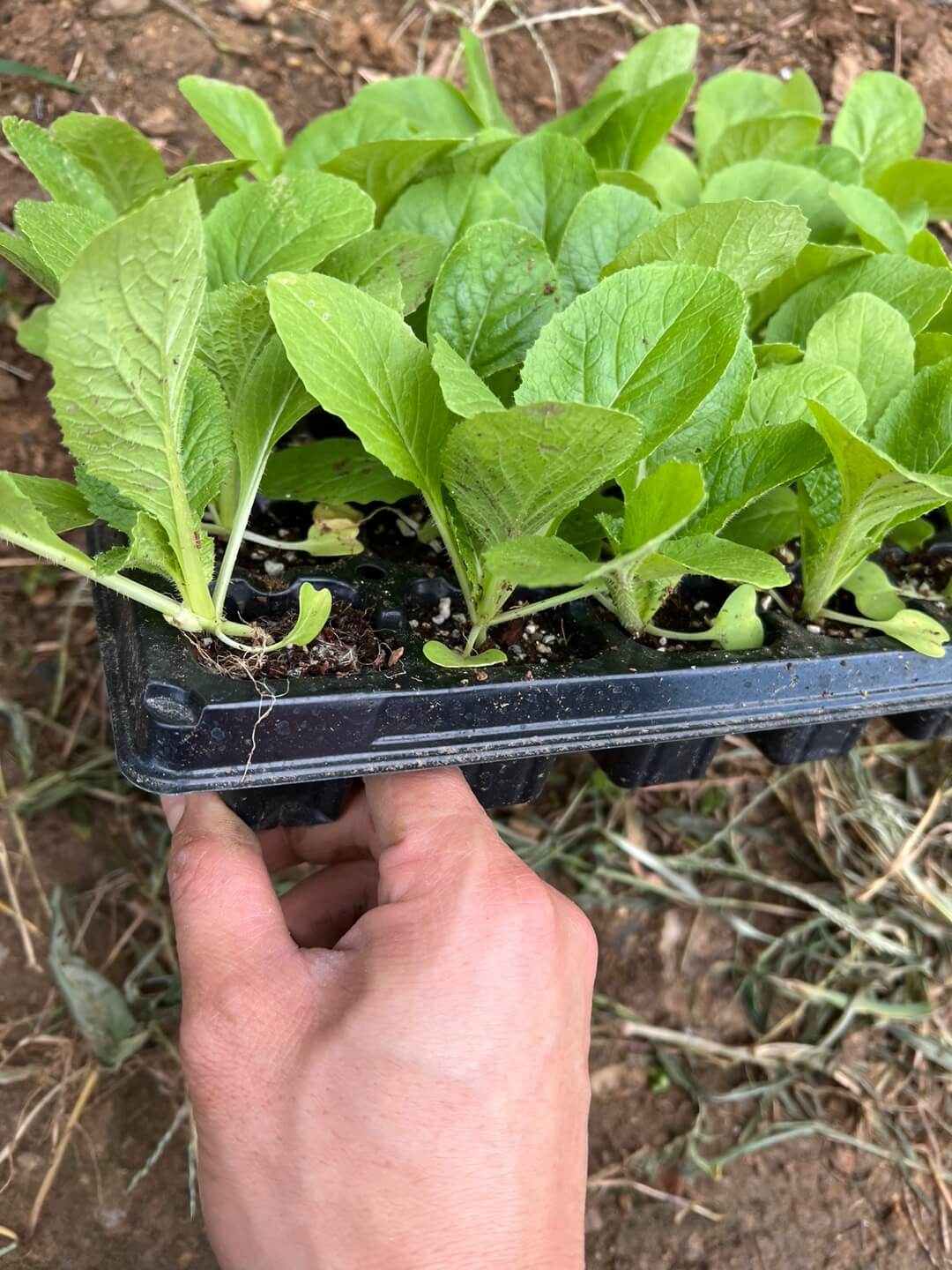 배추 모종