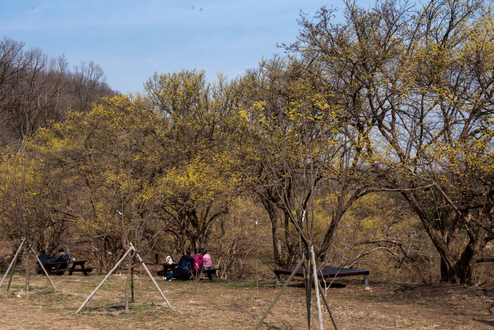 제26회 이천백사산수유꽃축제 일정 & 프로그램 안내/ 주차 안내