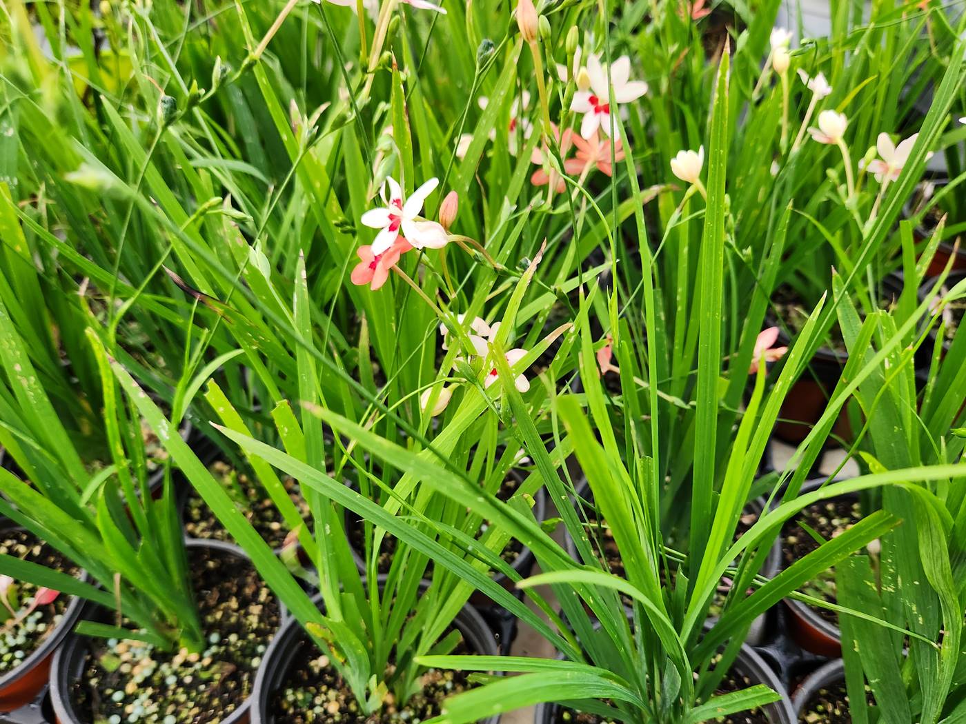 프리지어 락사 Freesia laxa