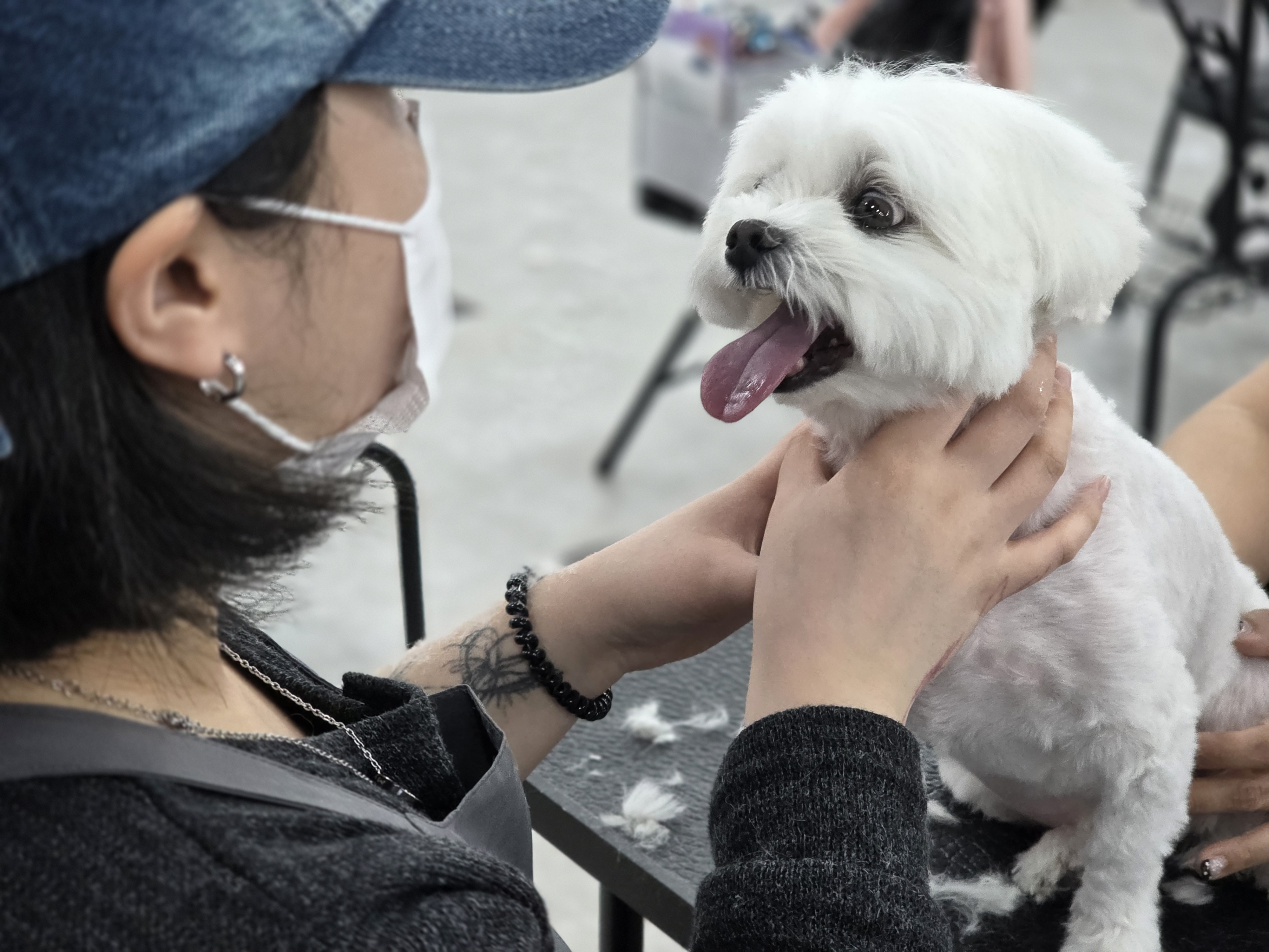 구월동애견미용학원