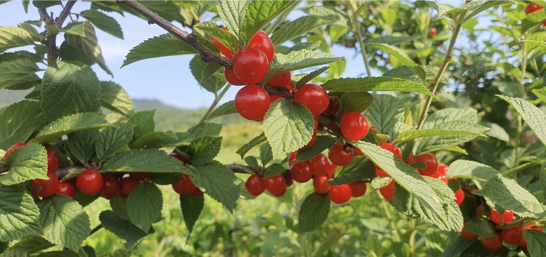 앵두나무에 탐스럽게 익은 앵두