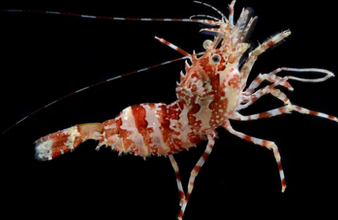 가시배새우라고 부르는 새우가 어떻게 생겼는 지 보여주는 사진.