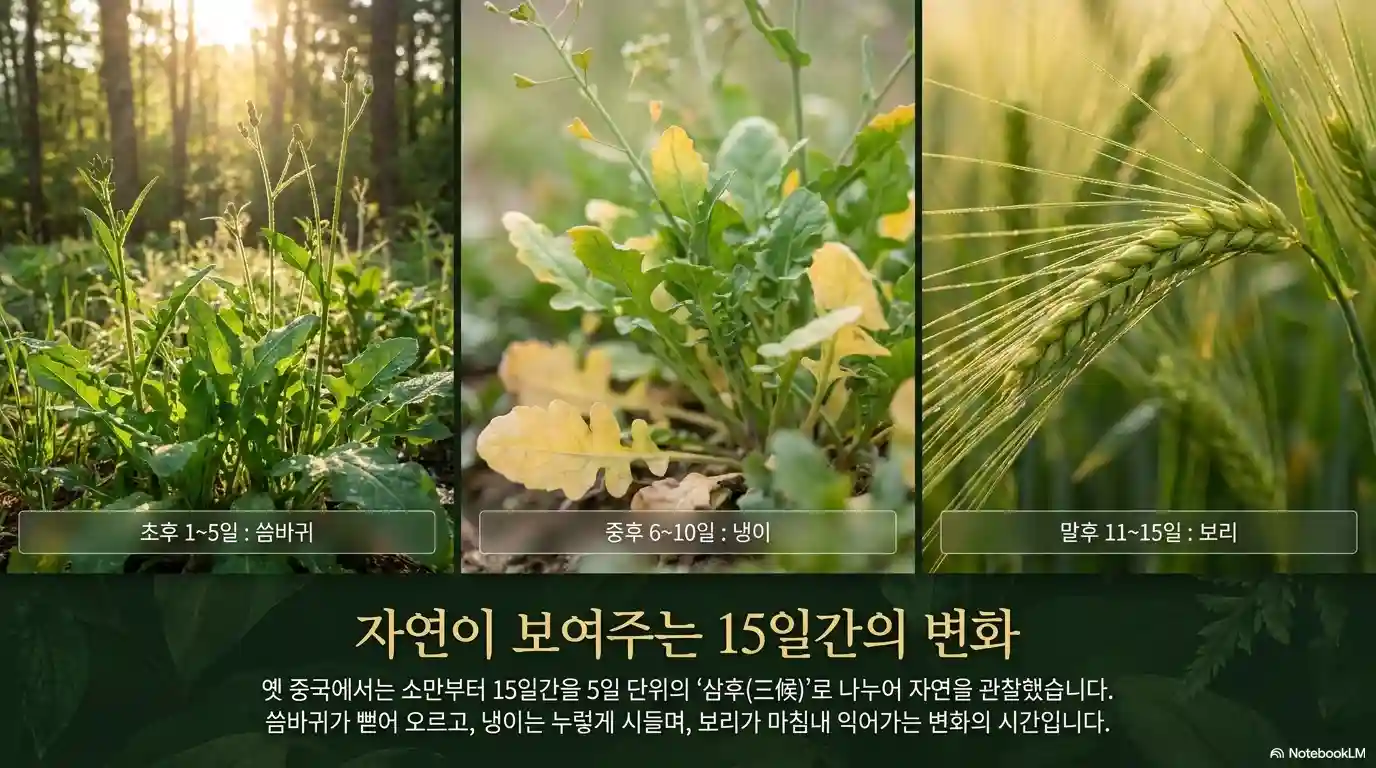 소만의 15일 간의 변화