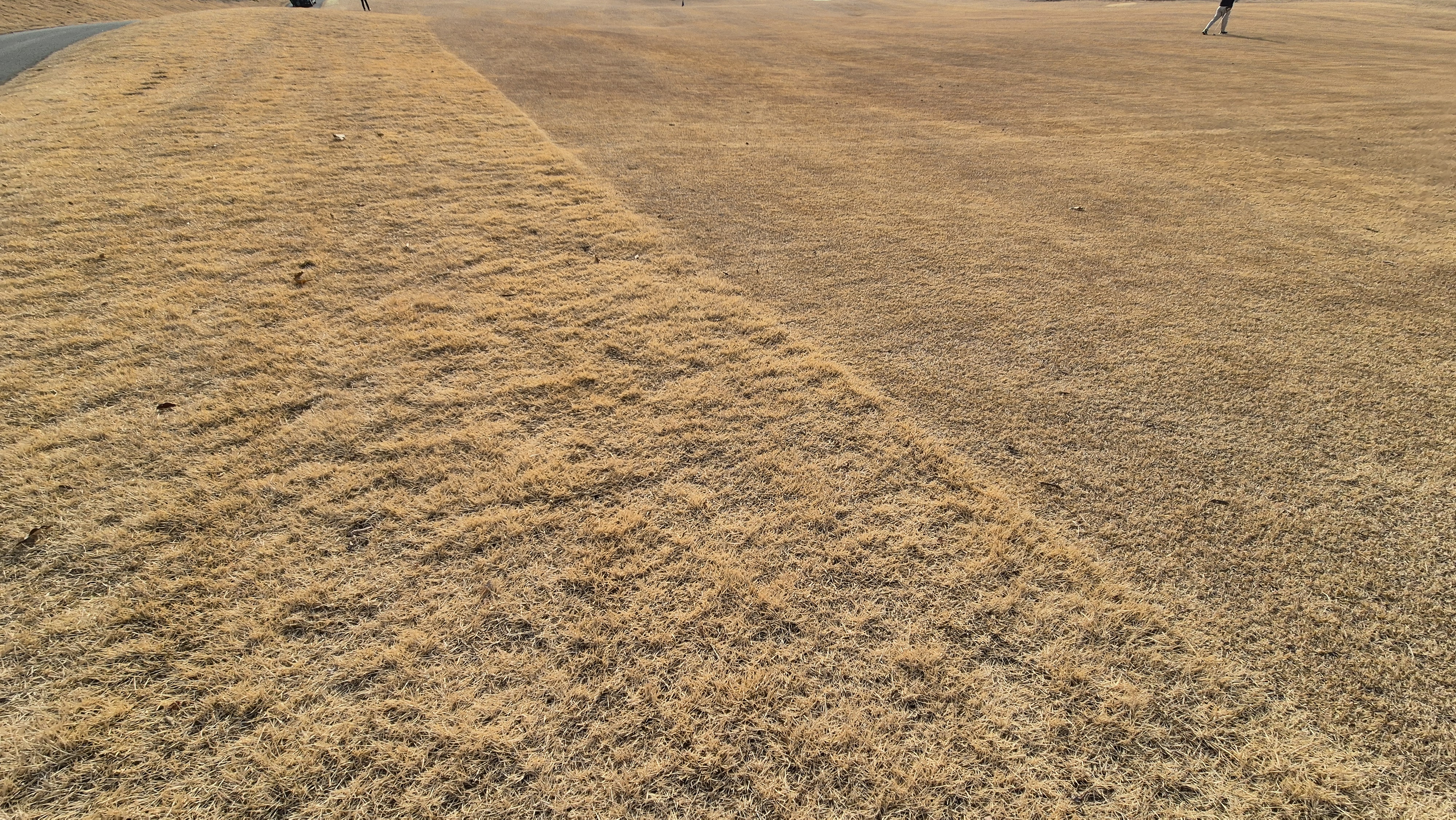 모나크cc 라운드 후기 코스관리상태