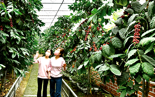 특색있고 아름다운 민간 정원 30선 추천 여행 - 25. 통영 동백커피식물원