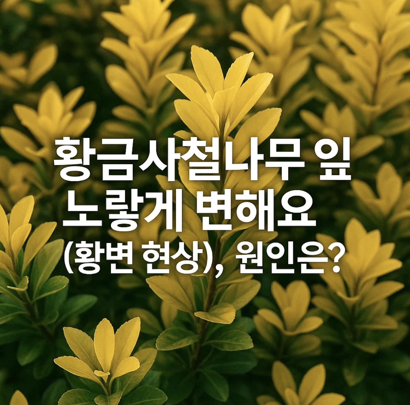 황금사철나무 잎이 노랗게 변해요 (황변 현상), 원인은?
