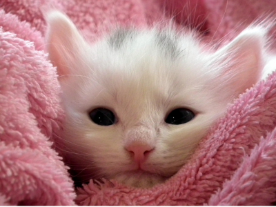 고양이가 다치는 꿈 해몽 의미 꿈풀이