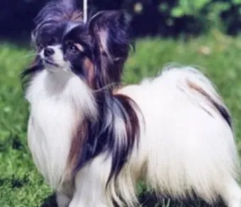 전 세계에서 가장 비싼 강아지 TOP20 몸값 높은 명품견 총정리 안내_2