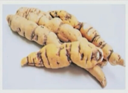 진짜-백수오와-가짜-백수오