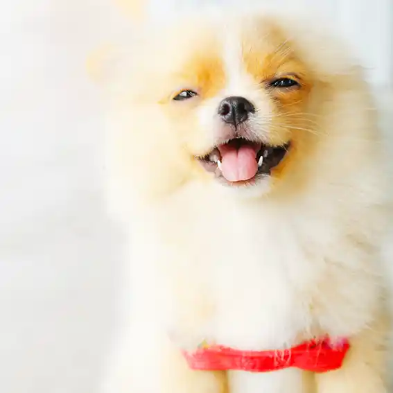 반려견 등록 대상 기준