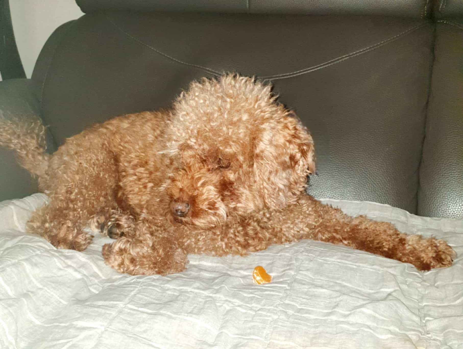 강아지와 귤