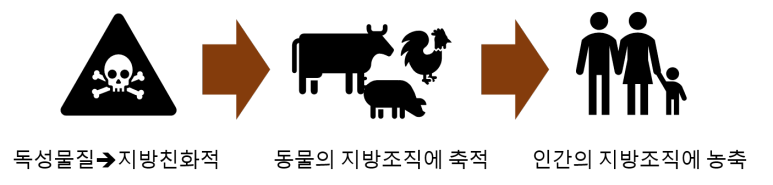 독성물질의 사람몸 속 농축 과정