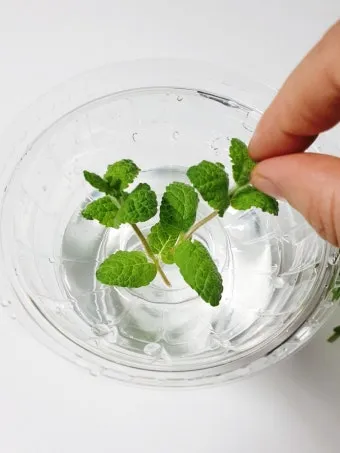 애플민트 재배 번식 빠름 물주기 요령 잎 수확_10