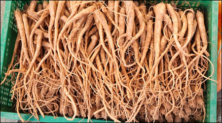 플라스틱 박스에 담긴 도라지